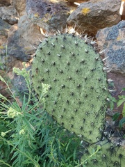 Opuntia streptacantha