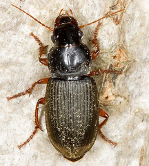 Harpalus rufipes