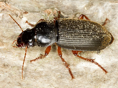 Harpalus rufipes