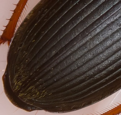 Harpalus rufipes
