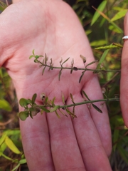 Scutellaria racemosa