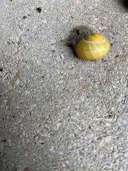 Cepaea hortensis