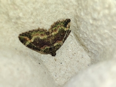 Catarhoe basochesiata