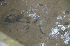 Striuntius lateristriga