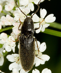 Hemicrepidius niger