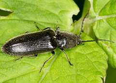 Hemicrepidius niger