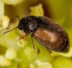 Heterhelus scutellaris