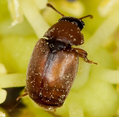 Heterhelus scutellaris
