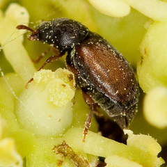 Heterhelus scutellaris