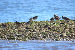 Calidris