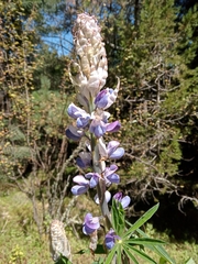 Lupinus montanus