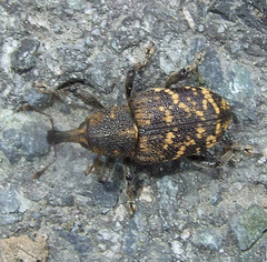 Hylobius abietis