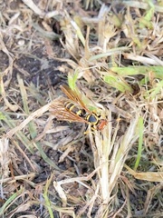 Polistes crinitus