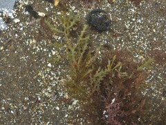 Ericaria selaginoides