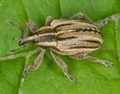 Hypera arator