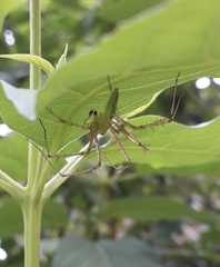 Araneae