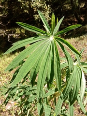 Lupinus montanus