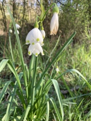 Leucojum aestivum