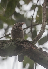 Argya striata