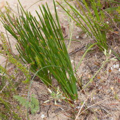 Trachyandra chlamydophylla