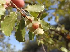 Cynips quercus