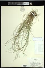 Carex leptalea leptalea