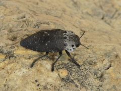 Capnodis tenebrionis