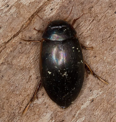 Ilybius fuliginosus