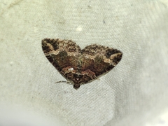 Catarhoe basochesiata