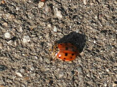 Harmonia quadripunctata