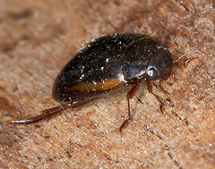 Ilybius fuliginosus