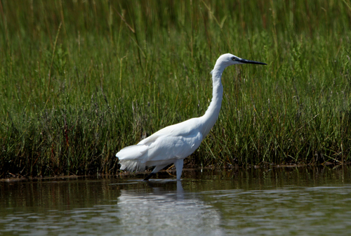 Little Egret photographed in Rhode Island