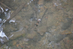 Striuntius lateristriga