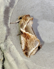 Habrosyne pyritoides