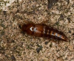Tachyporinae