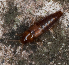 Tachyporinae