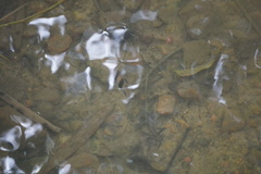 Striuntius lateristriga