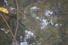 Striuntius lateristriga