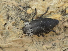 Capnodis tenebrionis