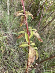 Saponaria officinalis