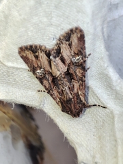 Mniotype occidentalis