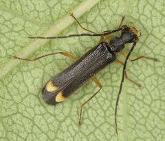 Malthinus biguttatus