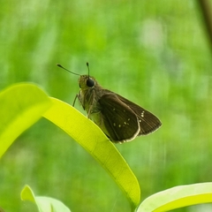 Pelopidas mathias