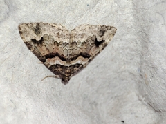 Catarhoe basochesiata