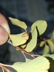 Gymnosporangium amelanchieris