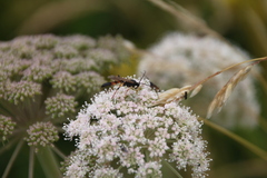 Ichneumon