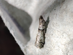 Acrobasis romanella