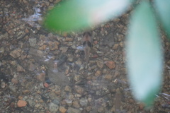 Striuntius lateristriga