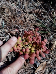 Lannea edulis edulis