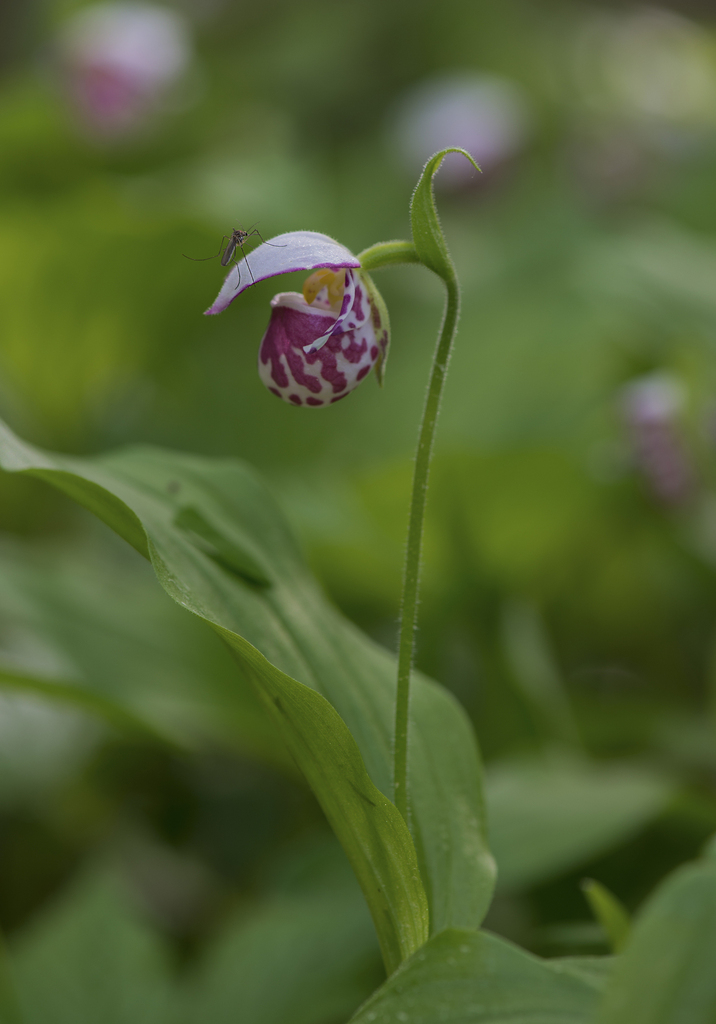 Cypripedium guttatum Sw.
